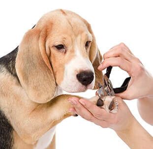 Pets in New York, NY